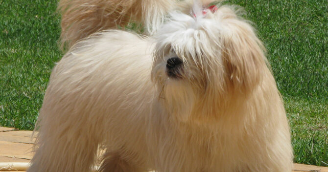 Lhasa Apso