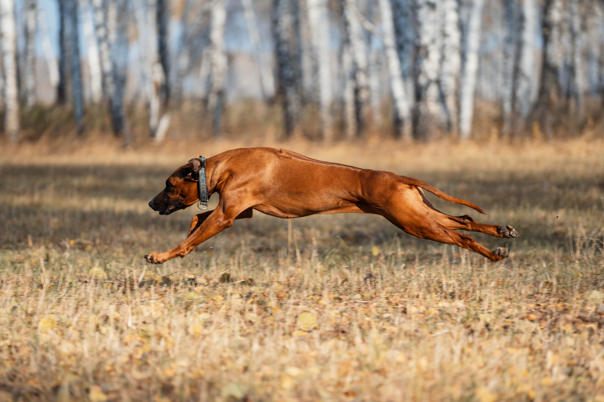 Do Rhodesian Ridgebacks Point Rhodesian Ridgeback - pies na grubego zwierza - WARSAW DOG