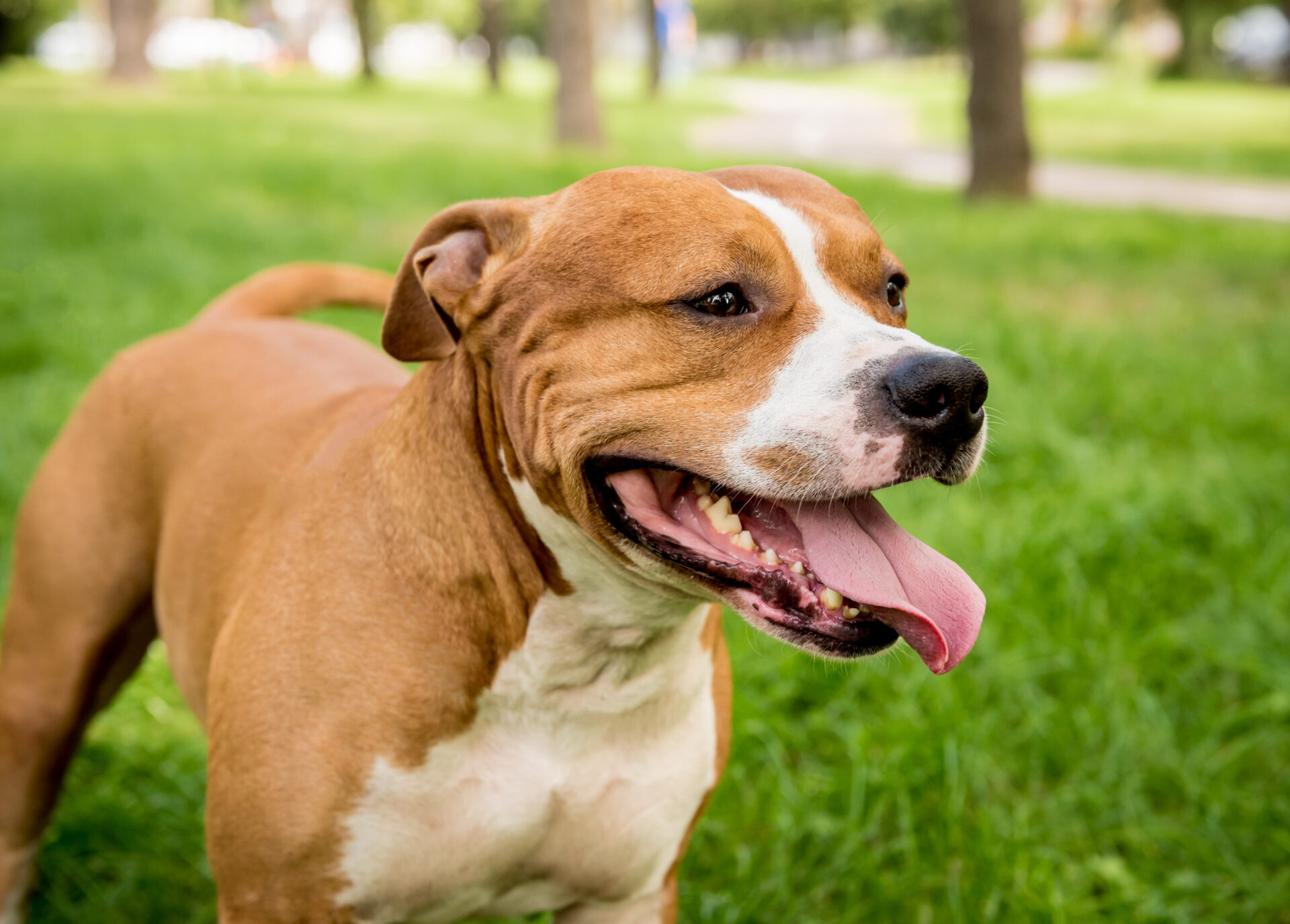 Staffordshire Bull Terrier (Staffik) - a confident companion