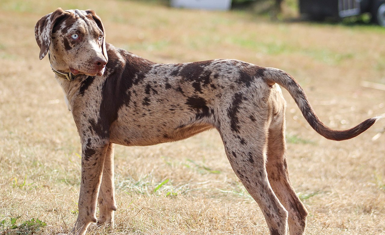 Catahoula Leopard Dog, working dog - WARSAW DOG