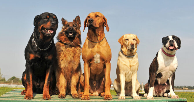 Duże rasy psów