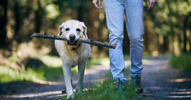 Jak nauczyć psa chodzenia przy nodze?