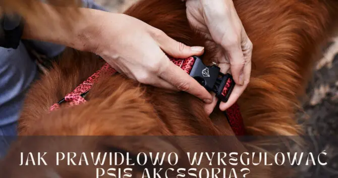 Adjusting dog outlet collar