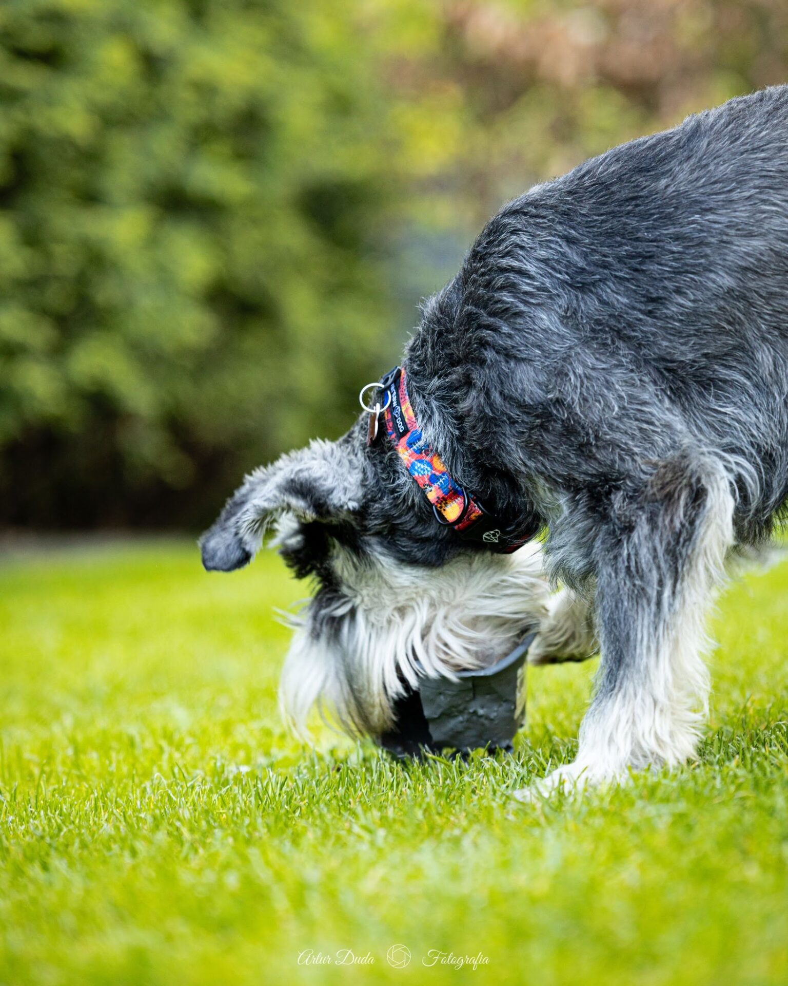 czerwona obroza dla psa z klamra na zatrzask reds go