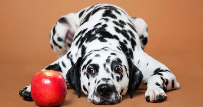 Dog hotsell eats apple