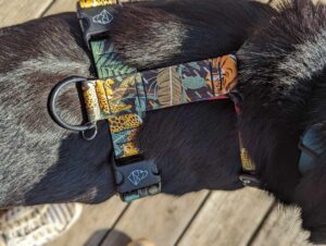 harnesses wild cats dog walk physiology