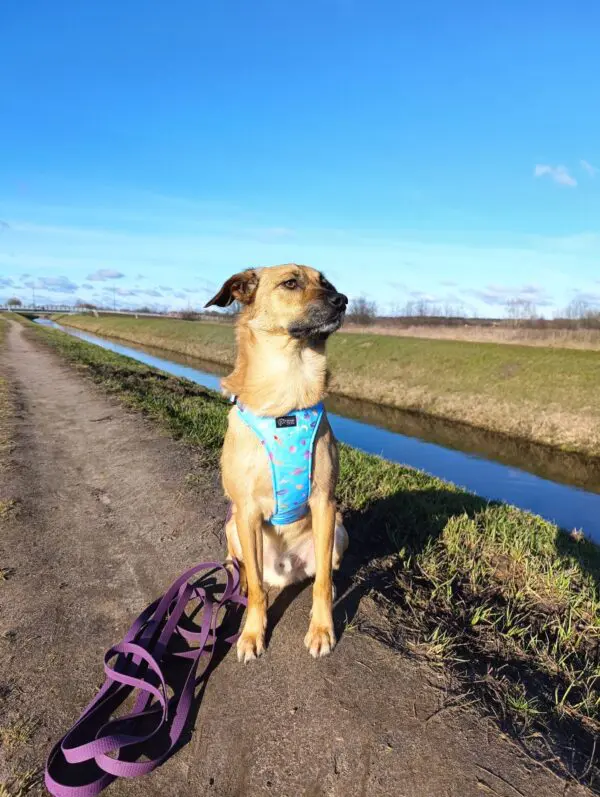 HEXA waterproof leash | Violet | 2 cm, 2,5 cm - WARSAW DOG