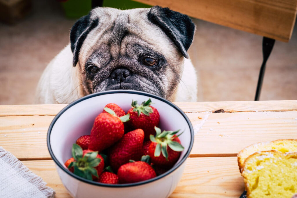 Czy pies może jeść truskawki?