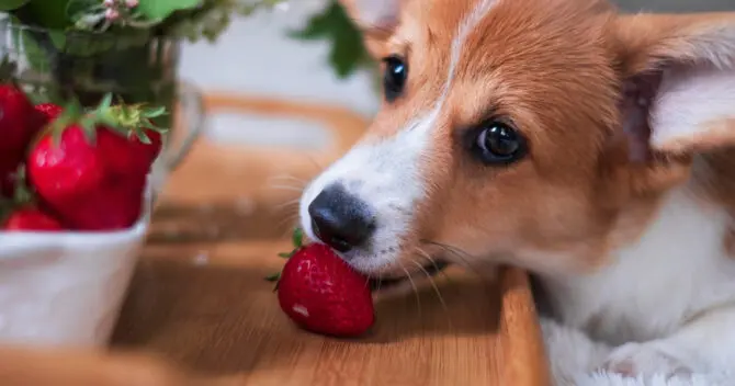 Can yorkies 2024 eat strawberries