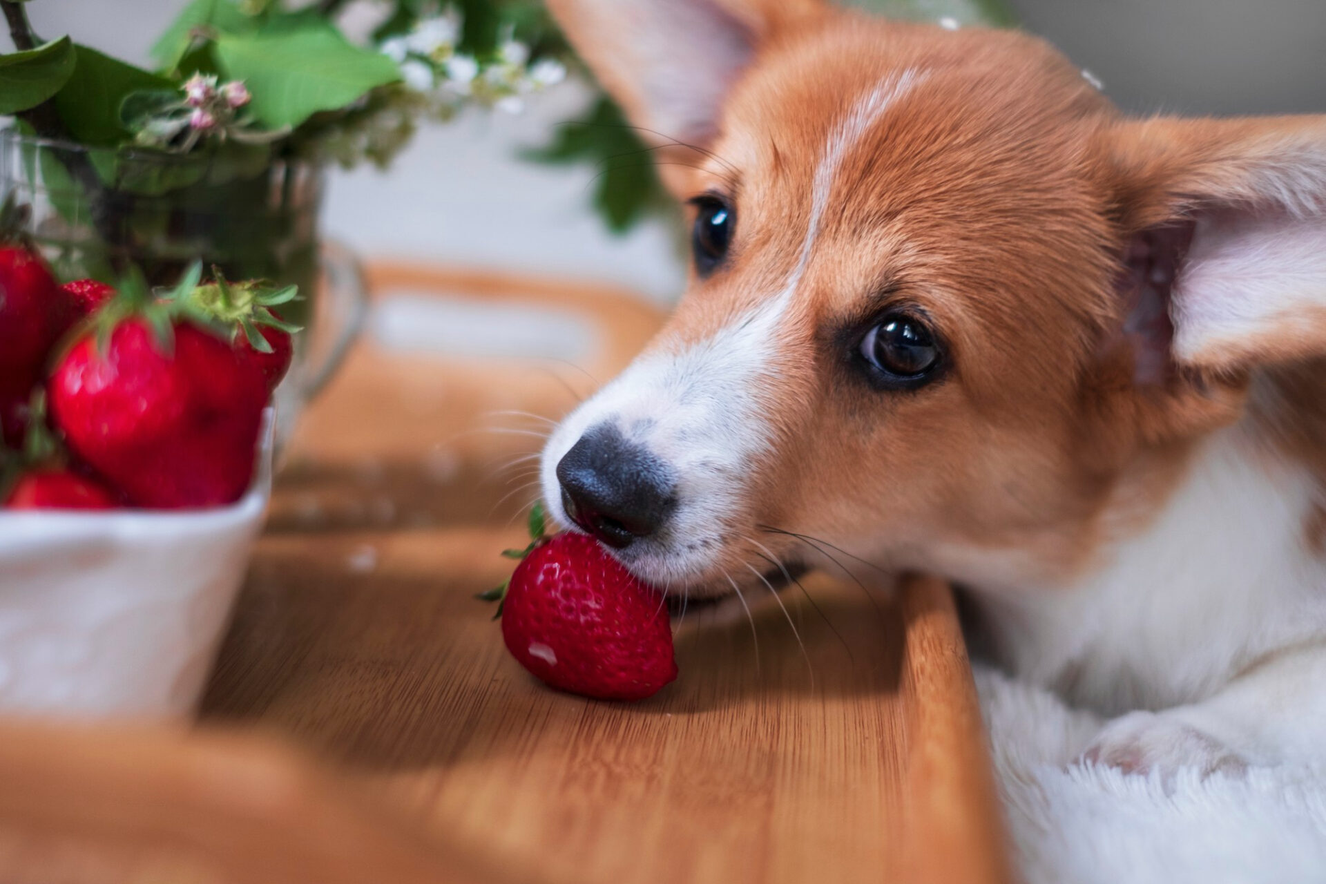 Can pugs 2024 eat strawberries