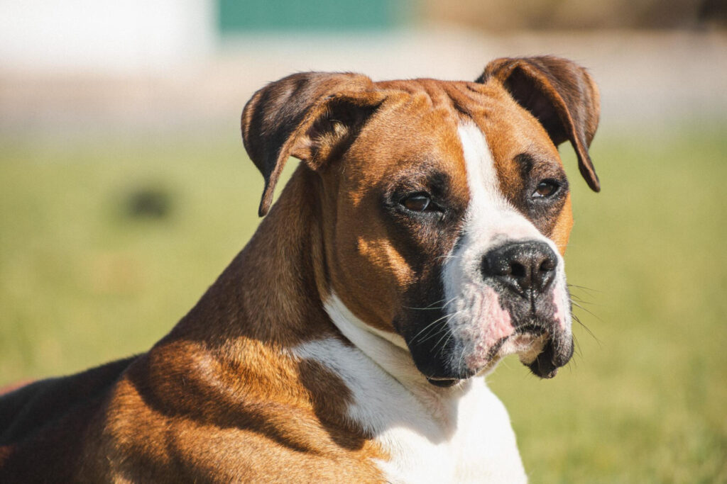 Boxer - a versatile companion - WARSAW DOG