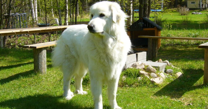 Pirenejski pies górski