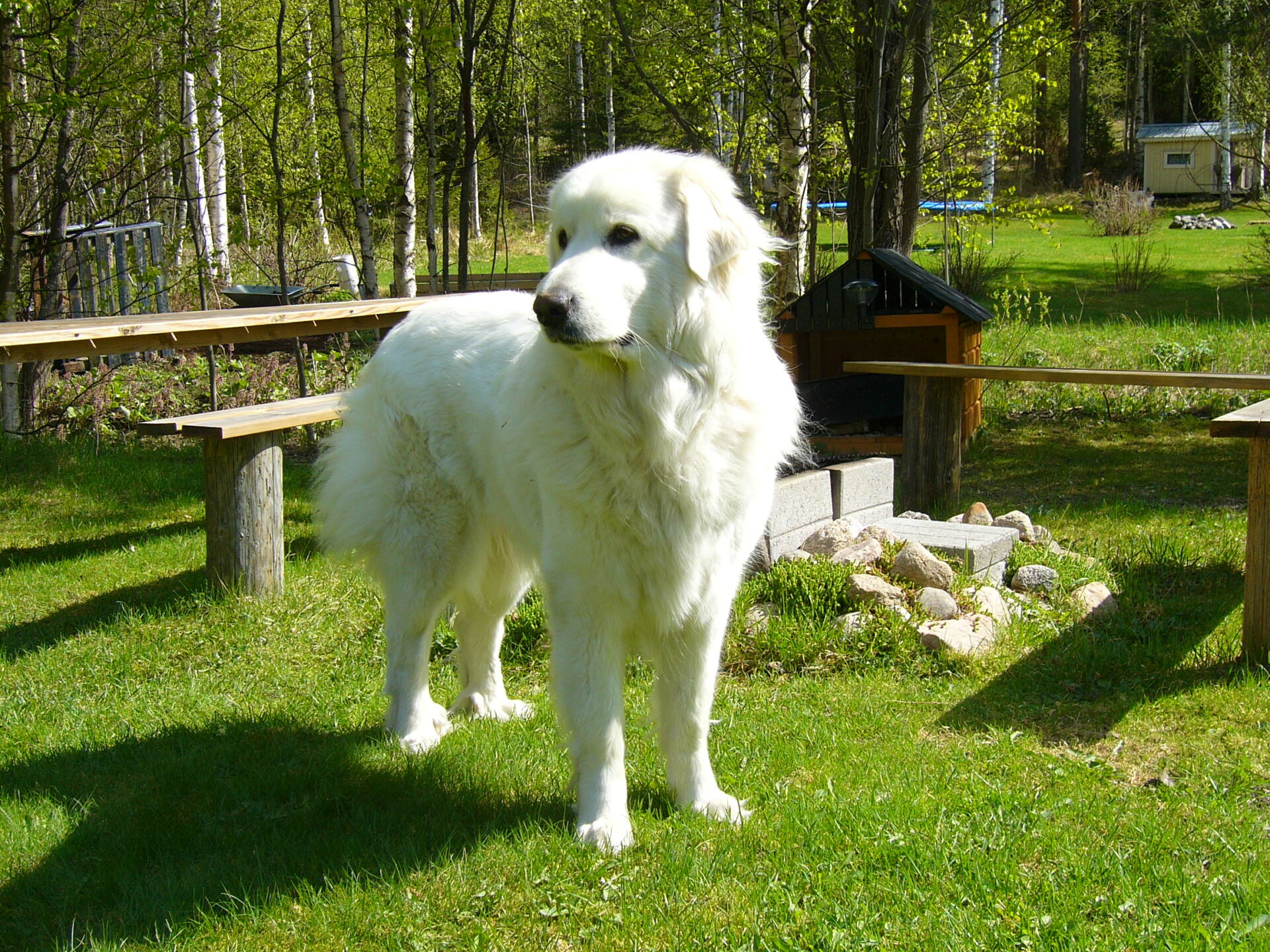 Pyrenean Mountain Dog - a living legend from the Pyrenees - WARSAW DOG