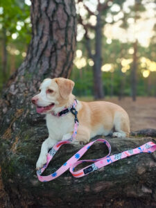 pink padded collar for female dogs, dog walking set, Polish design